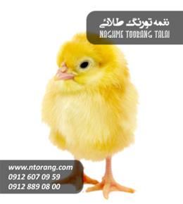 جوجه گوشتی راس نوید مرغ